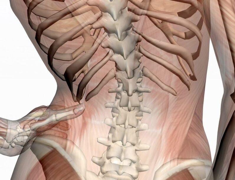 The structure of the middle region